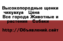 Высокопородные щенки чихуахуа › Цена ­ 25 000 - Все города Животные и растения » Собаки   